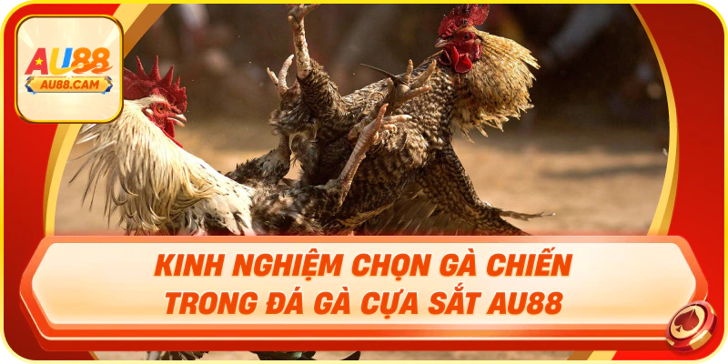 Kinh nghiệm chọn gà chiến trong đá gà cựa sắt au88